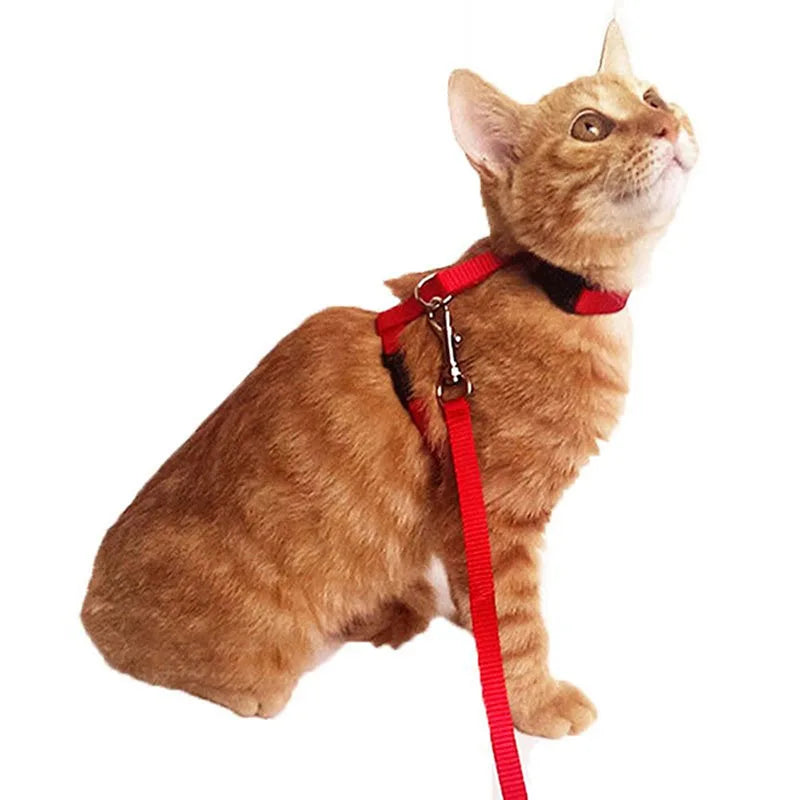 Adjustable Pet Cat Collar For Cats Cozy Nylon Rabbit Kitten Kedi Harness Leash Set Small Puppy Dog Cat Accessories Pet Products