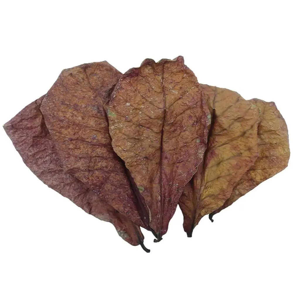 Terminalia Catappa Leaves Betta Shrimp Leaves PH Balance Water Conditioner for Aquarium Turtles Shrimps Habitat Accessory