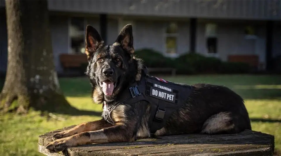 Tactical Training Large Dog Harness Collar Leash Molle Pouches Military Service Dog Vest Heavy Duty Dog Harness for Medium Dogs