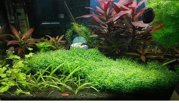 5Pcs Stainless Steel Aquarium Plant Net Aquatic Moss Plants Landscaping Aquatic Fish Tank Decoration Accessories 8cmx8cm acuario