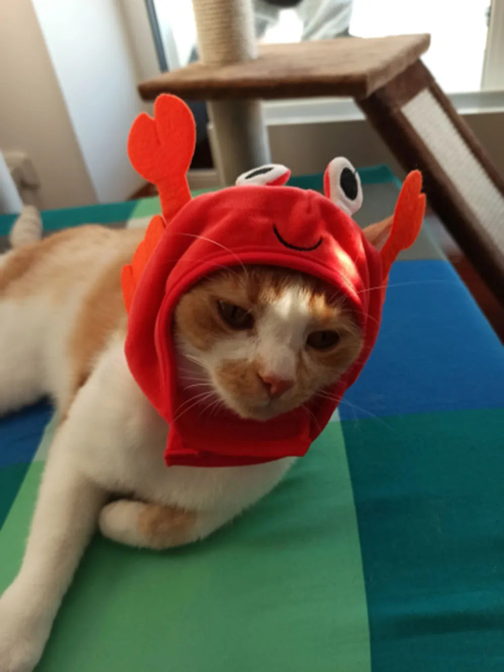 Cute Pet Hat Small Dog Cat Hat Easter Bunny Hat Crab Lobster Frog Cap Pet Party Costume Accessories Headwear for Cat Kitten Pug