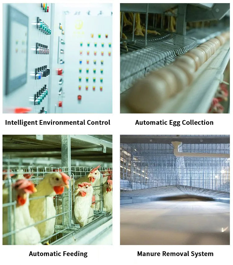 H Type Layer Chicken Cage,Fully Automated Battery Cage Systems, Automated Egg Picking Systems, Customized Purchase on Demand