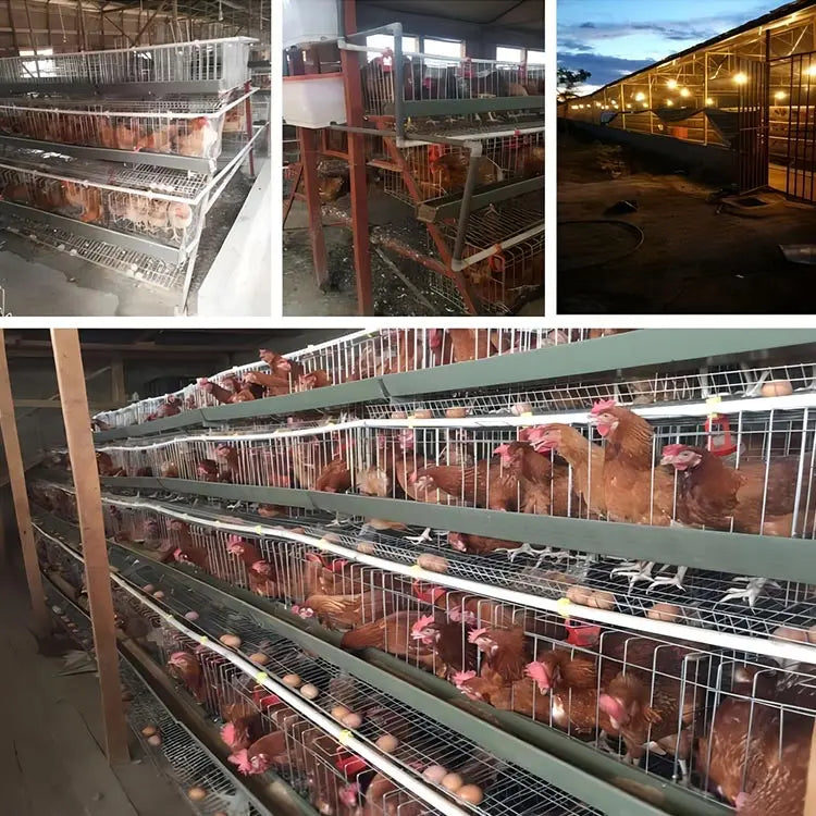 H Type Layer Chicken Cage,Fully Automated Battery Cage Systems, Automated Egg Picking Systems, Customized Purchase on Demand