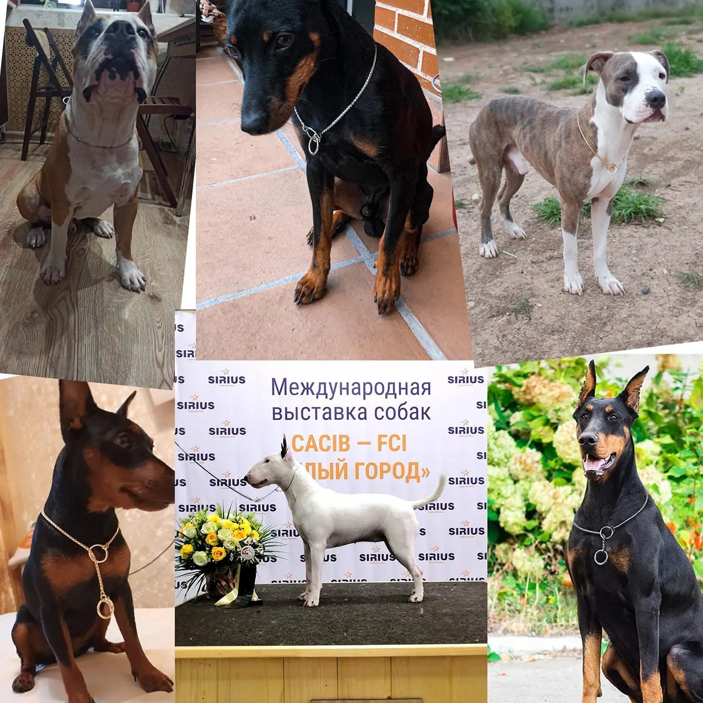 Dog P Chrome Plated Metal Dog Training Choke and Collar, Fully Guaranteed, Against Rust Tarnish or Breakage, Recommended