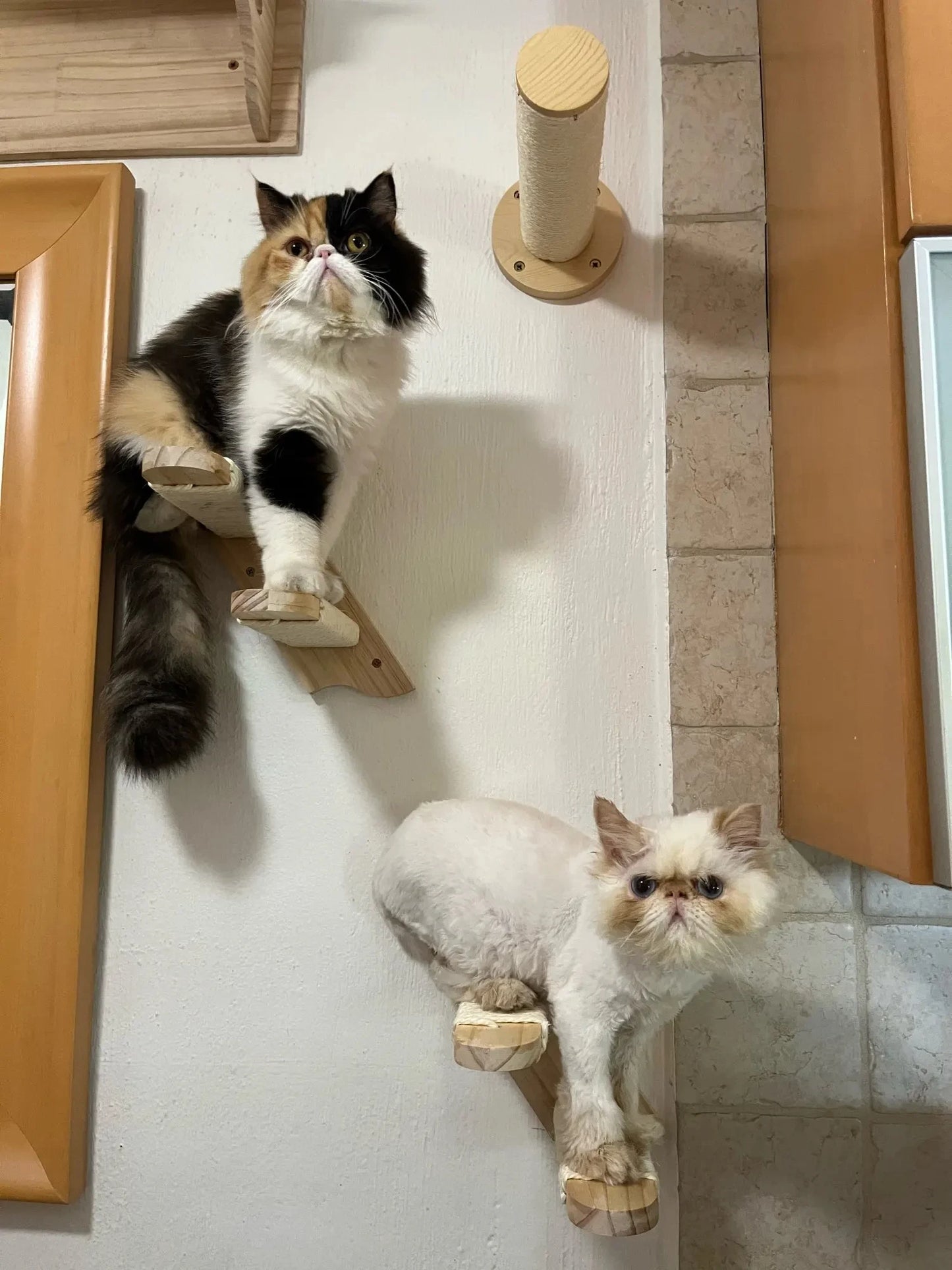 Solid Wood Wall Mounted Cat Tree Wooden Shelves Segment Ladders with Hammock and Cat House Cat Bridge for Kittens Perch Sleeping