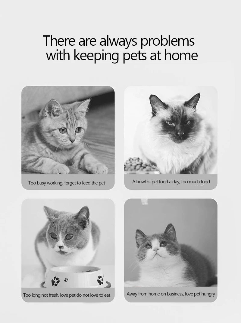 Large Capacity Automatic Cat Food Dispenser Drinking Water Bowl Pet Supplies Wet and Dry Separation Dog Food Container