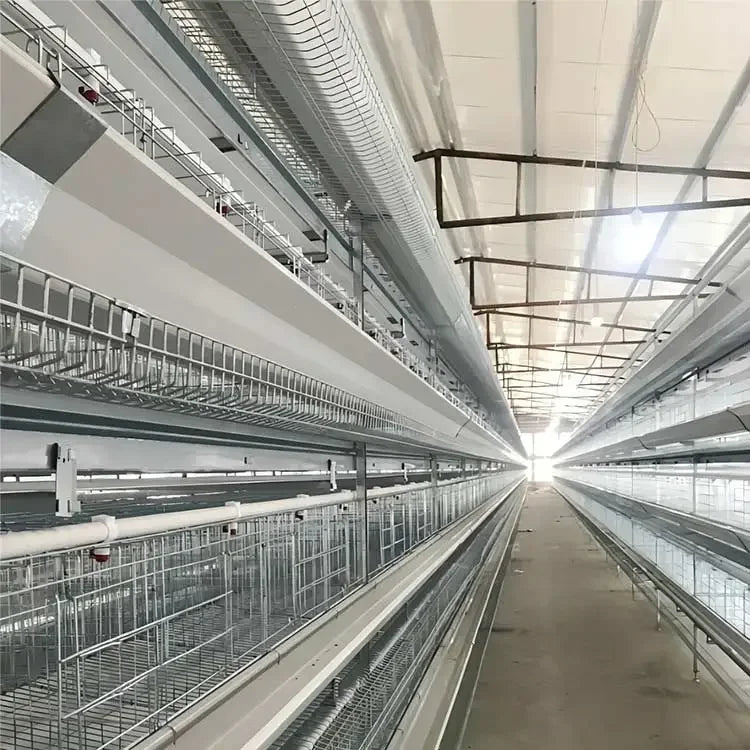 H Type Layer Chicken Cage,Fully Automated Battery Cage Systems, Automated Egg Picking Systems, Customized Purchase on Demand