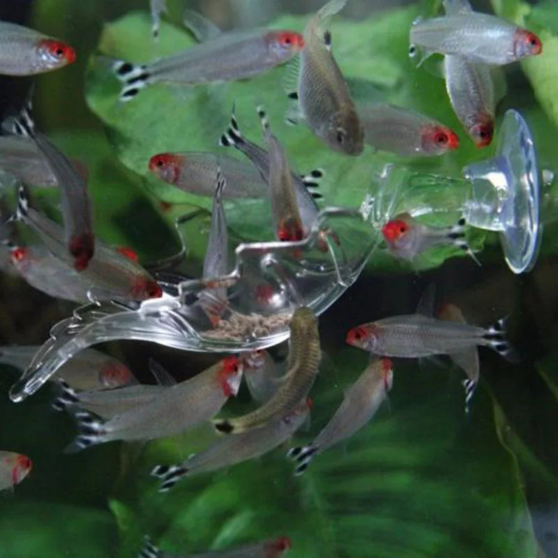 HighTransparent Acrylic Aquarium Fish Tank Shrimp Food Feeding Circle Feeder Floating Bottom Feeder Fish Shrimp With Suction Cup