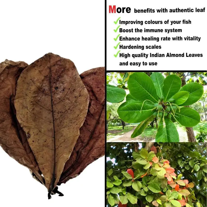 20pcs Aquarium Almond Leaves Catappa Almond Leaves Catappa LeavesTank Fish Cleaning Indian Almond Tree Aquarium Decoration