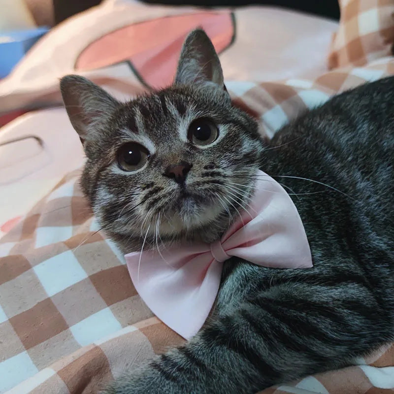 50pcs Mix Color Bow Ties Bowknot for Dogs Cat Grooming Accessories Small Animal Children Adjustable Bowtie Pet Product Wholesale