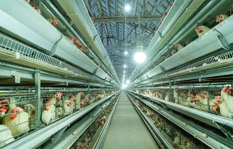 H Type Layer Chicken Cage,Fully Automated Battery Cage Systems, Automated Egg Picking Systems, Customized Purchase on Demand
