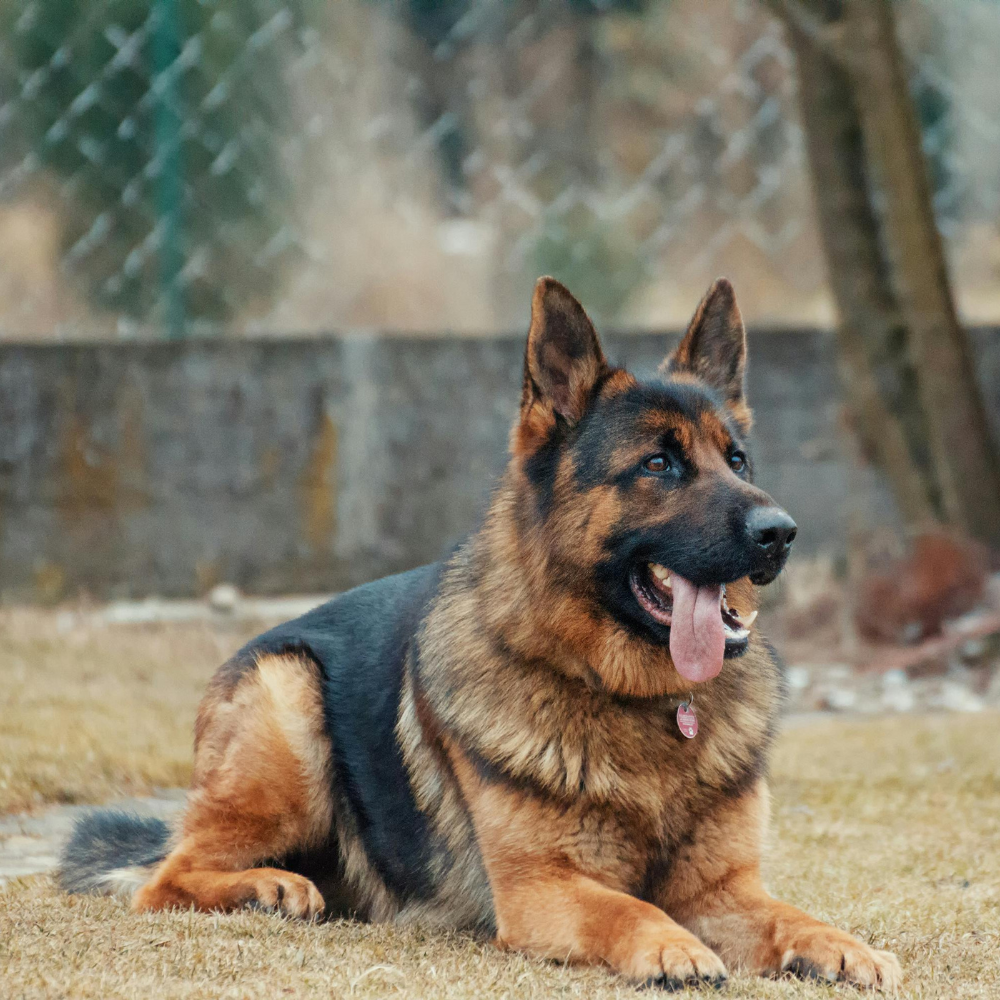 Whiskers Way | German Shepard 