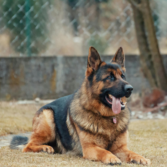 Whiskers Way | German Shepard 
