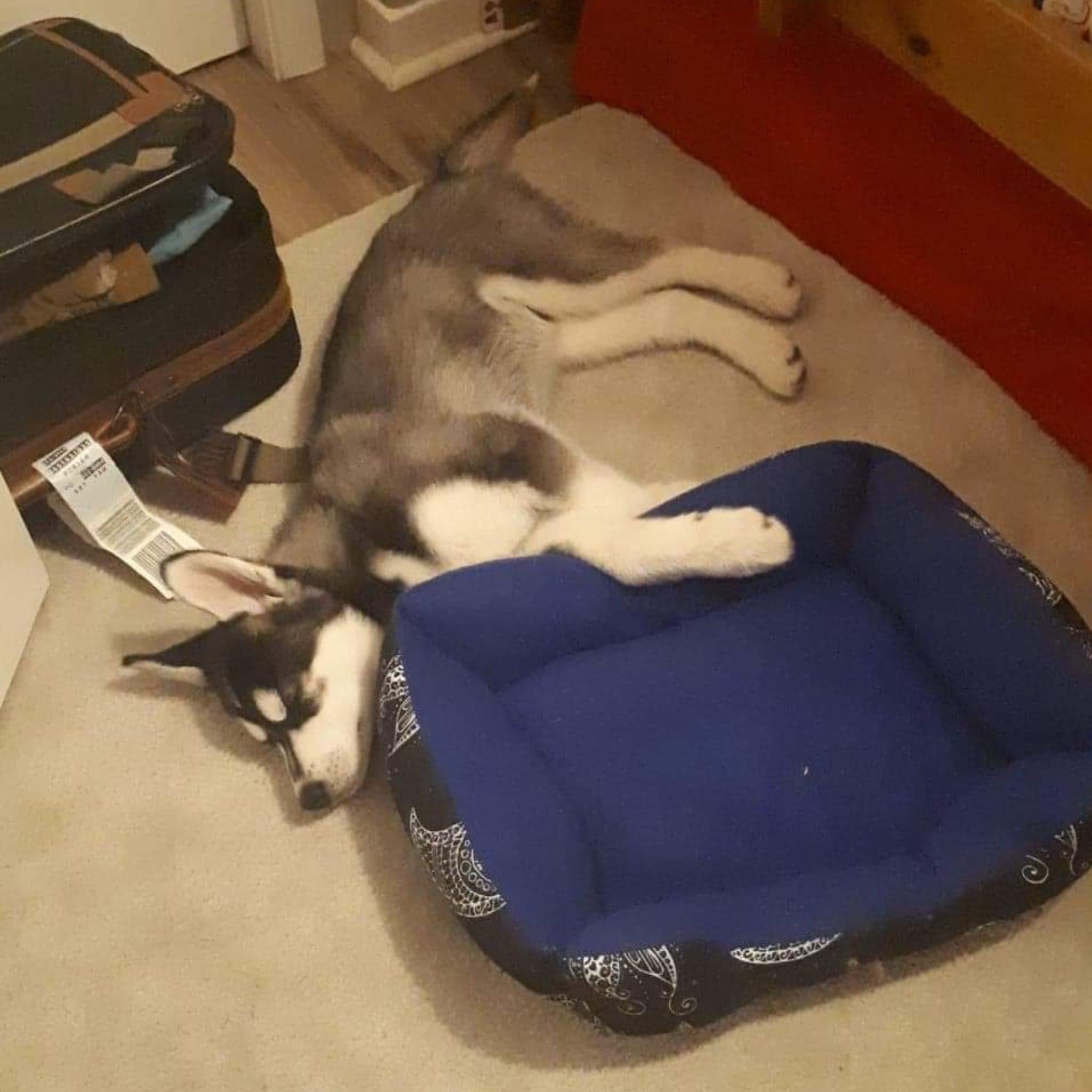 Whiskers Way | Puppy husky Tundra misses the bed by a mile