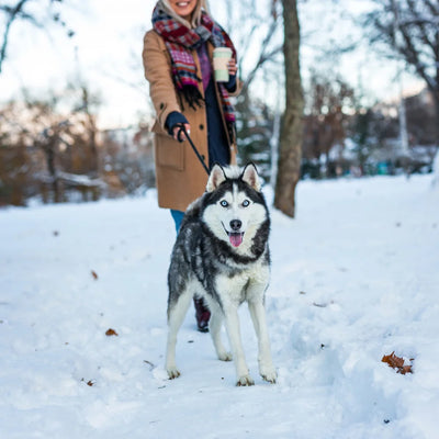 Whiskers Way | Woman walking husky in the winter