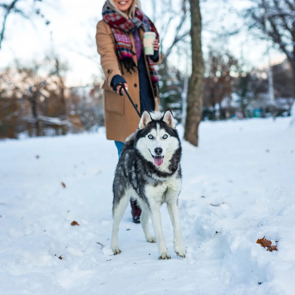 Whiskers Way | Woman walking husky in the winter