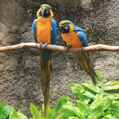 Whiskers Way Bird Collection