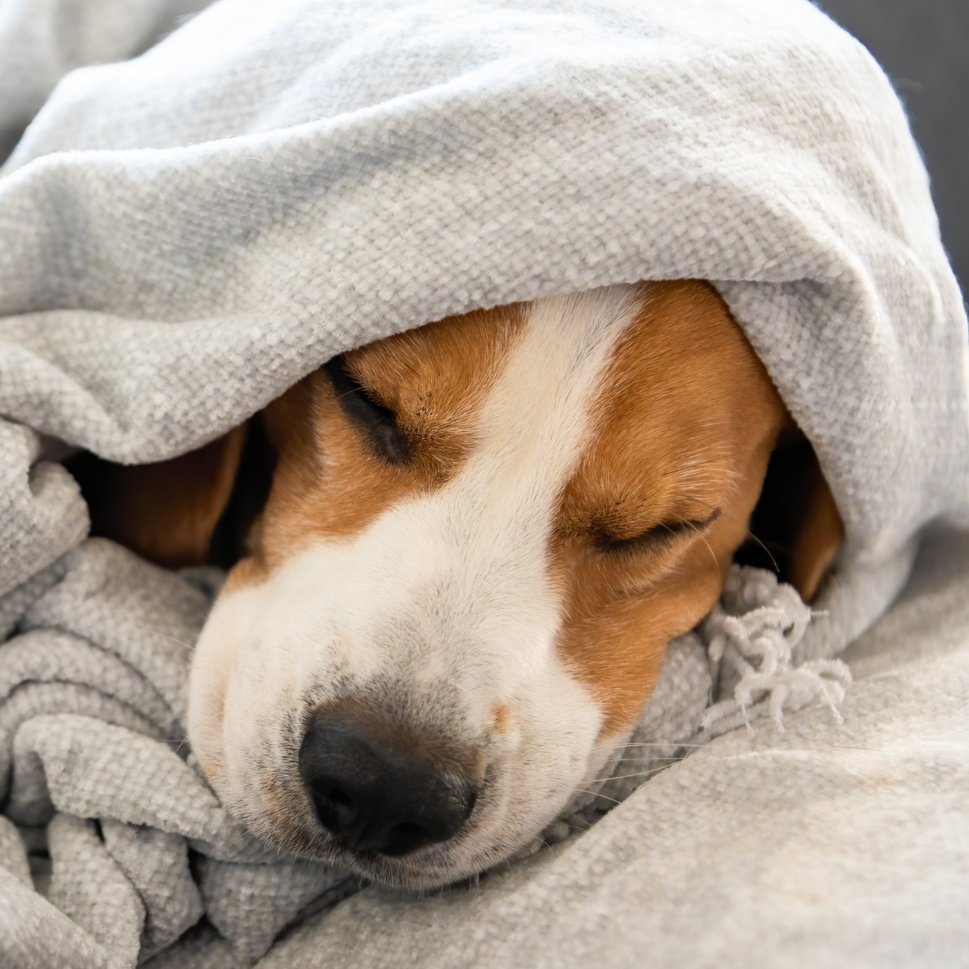 Whiskers Way | Puppy Sleeping