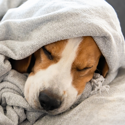 Whiskers Way | Puppy Sleeping