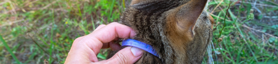 Whiskers Way | Flea & Tick cat collar