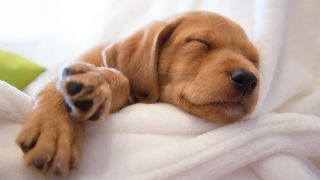 Whiskers Way | Cute Puppy Sleeping