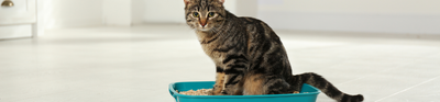 Whiskers Way | Cat sitting in litter box