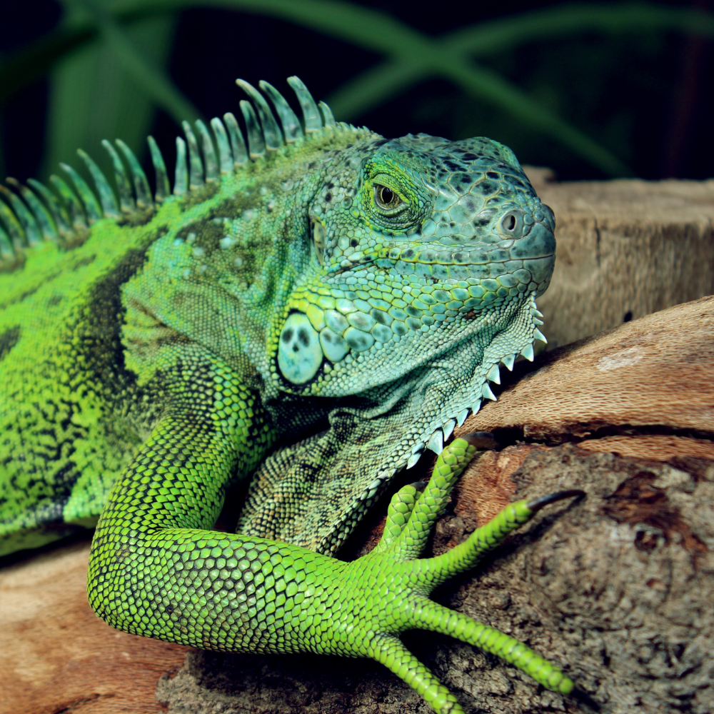 Whiskers Way | Reptile Collection