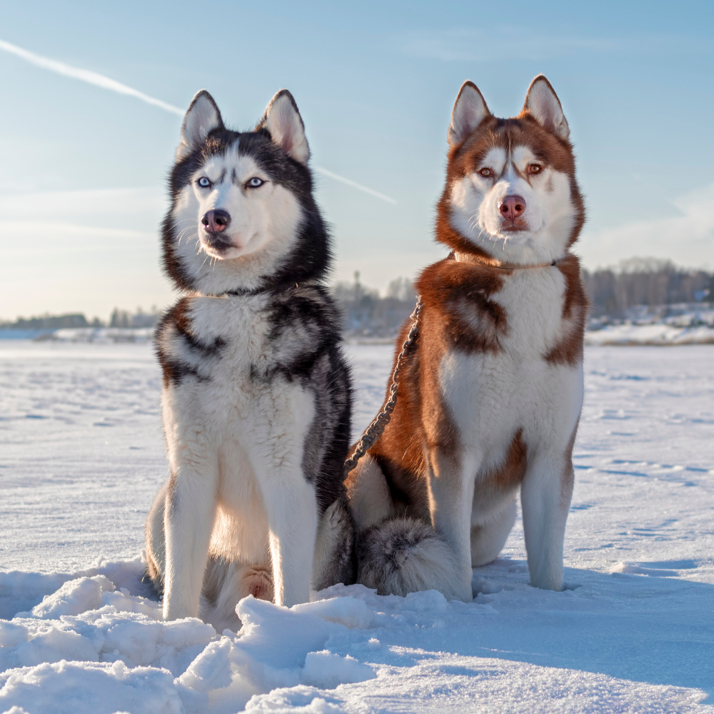 Whiskers Way | Dog Collection