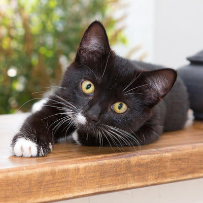 Whiskers Way | Cat Collection