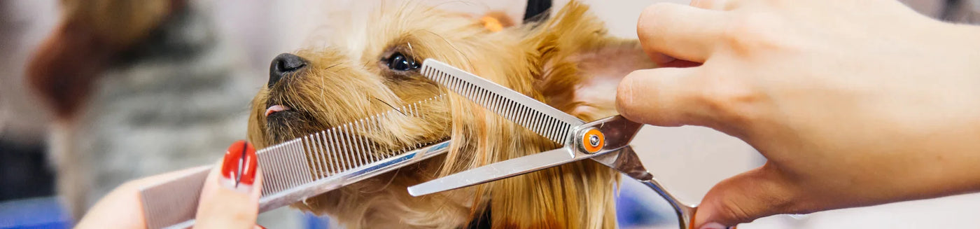 Whiskers Way | Dog being groomed