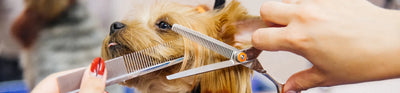 Whiskers Way | Dog being groomed
