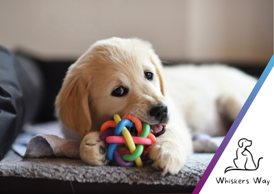 Whiskers Way eGift Cards