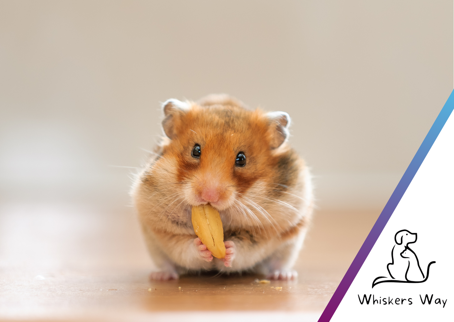 Whiskers Way eGift Cards