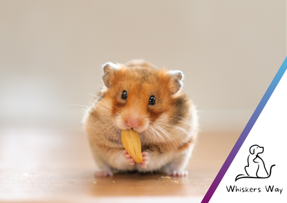 Whiskers Way eGift Cards