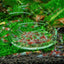 Glass Aquarium Feeder Tube Dish Transparent Fish Tank Shrimp Snail Food Feeder Bowl Aquarium Feeding Accessories Shrimp Feeders