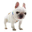 Elastic Dog Suspenders Diaper Keeper Suspenders for Small Medium Large Dog Clothes Female Dog Diapers Pants Skirts Belly Bands