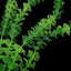 Aquarium Decoration Underwater Fish Aquarium Plants Ornaments Aquariums Fish Tank Plant Green Water Grass Decor 32cm