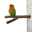 Natural Wood Pet Parrot Raw Wood Fork Tree Branch Stand Rack Squirrel Bird Hamster Branch Perches Chew Bite Toys Stick Supplies