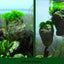Natural Unique Shape Aquarium Fish Tank Floating Rock Stone Suspended Stone Floating Pumice Decor Rock Ornament Decorations