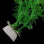Aquarium Decoration Underwater Fish Aquarium Plants Ornaments Aquariums Fish Tank Plant Green Water Grass Decor 32cm