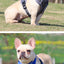 Dog Harness Leash Set Adjustable Pet Harness Vest For Small Large Dog Cat Reflective Mesh Puppy Cat Chest Strap Dog Accessories