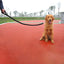 Nylon Dog Harness Leash For Medium Large Dogs Leads Pet Training Running Walking Safety Mountain Climb Dog Leashes Ropes supply