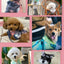 Fashion Dog Cat Hoodie Sweater Winter Pet Clothes for Small Dogs Pomeranian French Bulldog Pullovers mascotas Costume Clothing