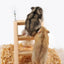 Hamster Natural Wooden House Hamster Climbing Toy Small Pet Toys for Hamster Squirrel Guinea Pig Rat Small Animals Accessories