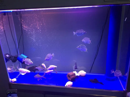 Custom big fish tanks 300 gallon 200 gallon large aquarium 30 to 100 gallon for home decoration fish tank aquarium