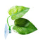 Artificial Aquarium Decoration Fish Tank Leaf Betta Fish Rest Spawning Ornamental Plant Betta Fish Play Relax Hide Leaf Hammock