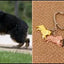 New Cute Greyhound Dog Animal Purse Handbag Handmade Pendant Keychain For Bag Car Women Men Key Ring Love Jewelry K137