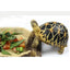 Food Water Dish Bowl Feeder Tray Terrarium Decor for Reptile Tortoise Turtle Snake 16x15x2.5cm