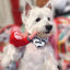 Plush Pipe Slippers Dog Chew Toy Squeaky Pet Toys for Small Dogs French Bulldog Yorkshire Puppy mascotas Supplies Cleaning Teeth