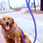 Heavy Duty Pet Dog Collar Leash Set Adjustable Obedience P Chain Collar Nylon Dog Leash Strap Lead Rope for Medium Large Dogs